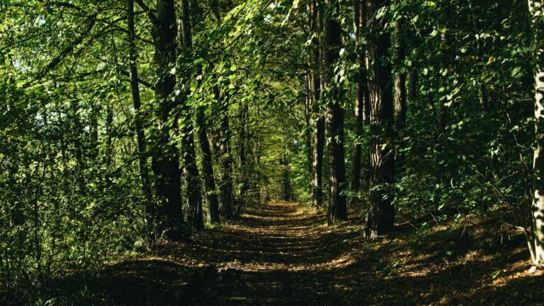 Droga przez, zielony, gęsty las.